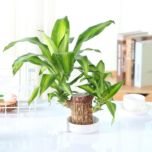 Brazilian Lucky Wood – Air Purifying, Easy-Care Indoor Plant for Home & Office Decor with Good Luck Symbolism